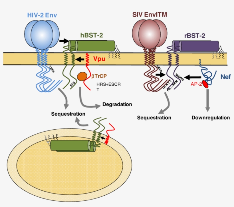 Schematic Representation Of The Mechanisms Employed - Tetherin, transparent png