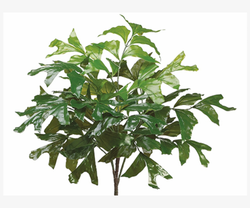 26" Eva Fishtail Palm Bush Green - Caryota, transparent png
