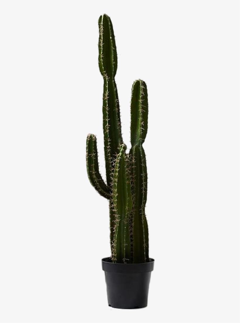 Xl Potted Saguaro Cactus, transparent png