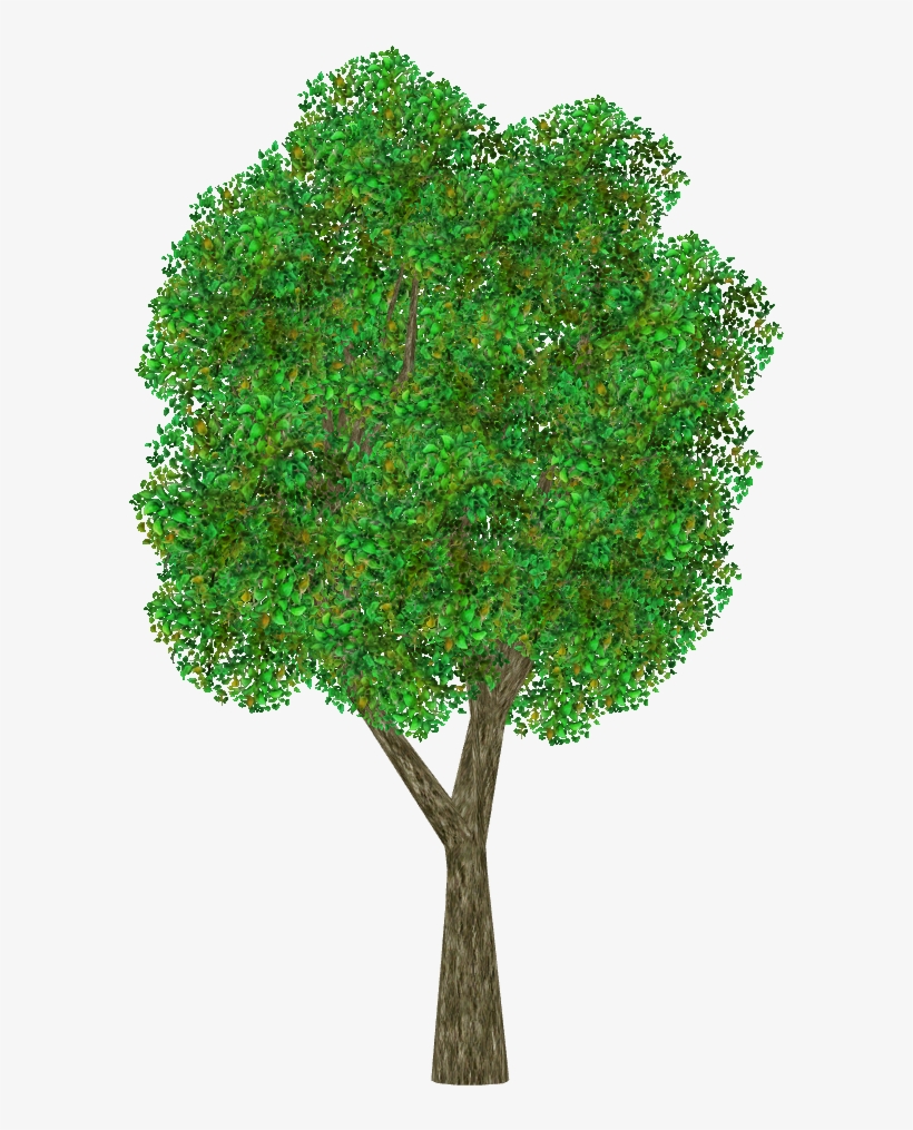Japanese Beech - Grass, transparent png