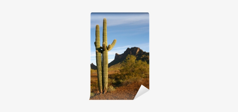 Saguaro Cactus At Pichacho State Park, Az Wall Mural - Arizona, transparent png