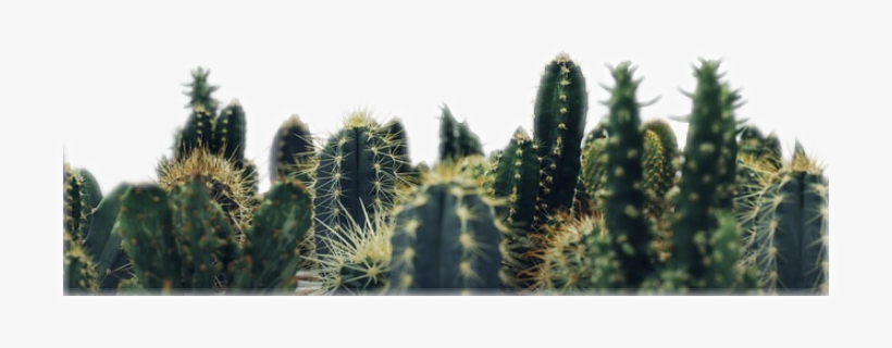 Cactus Freetoedit - Cactus Background, transparent png