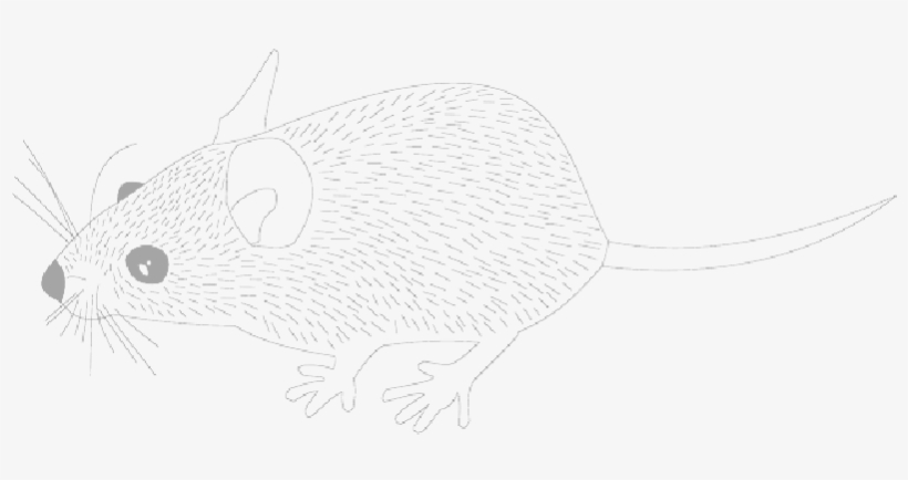 Mb Image/png - Rat, transparent png