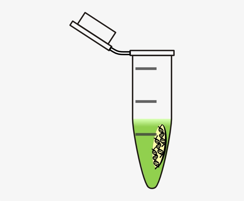 Tube Dna Light Green Clipart Png For Web, transparent png
