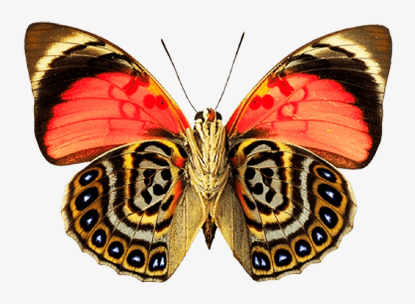 Butterfly Dots Png - Painted Lady Butterfly Png, transparent png