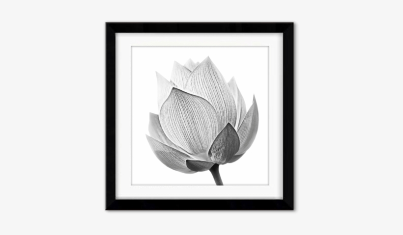 Sale Delicate Perfection - Lotus Bud Shutterstock Black And White, transparent png