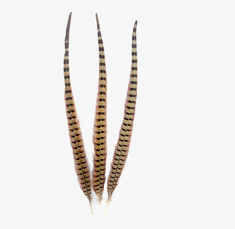 Pheasant Natural Ringneck Feathers - Pheasant, transparent png