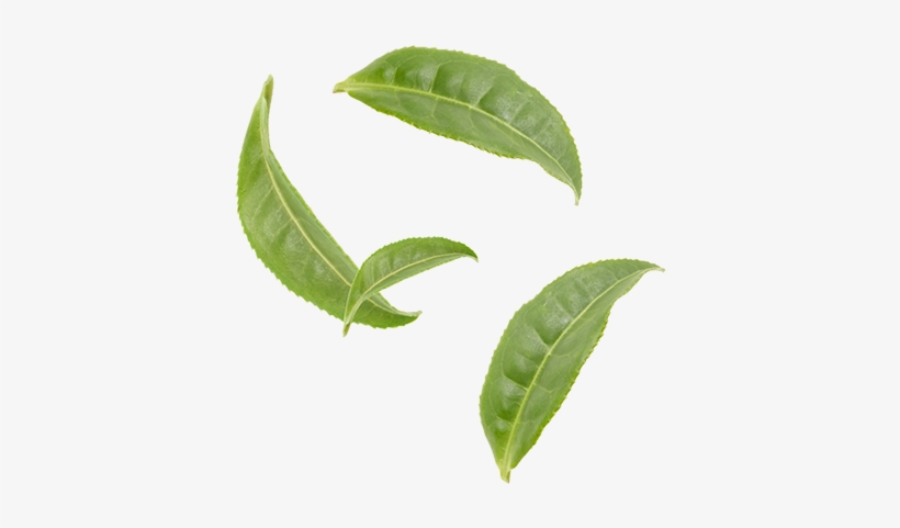 Organic Gunpowder - Tea, transparent png