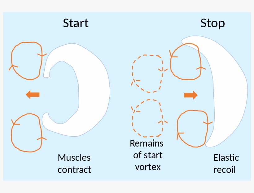 File - Jellyfish Locomotion - Svg - Circle, transparent png