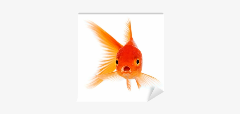 Fish In A Tree Quotes, transparent png
