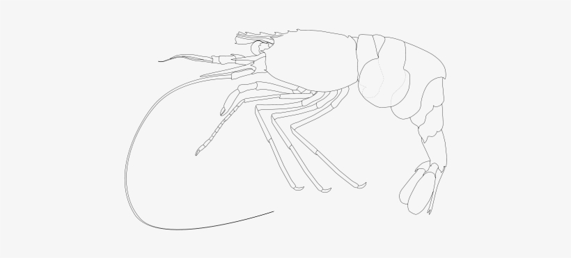 Lebbeus Longidactilus Shrimp Clipart Png, transparent png