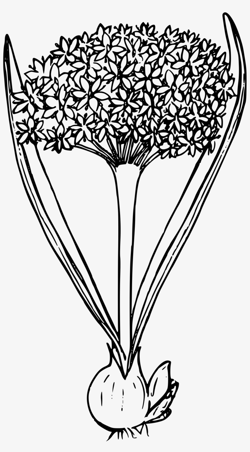 This Free Icons Png Design Of Blue Mountain Swamp Onion, transparent png