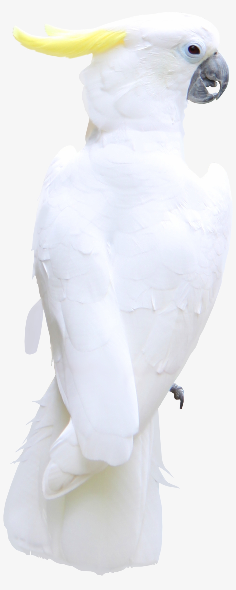 White Parrot Transparent, transparent png