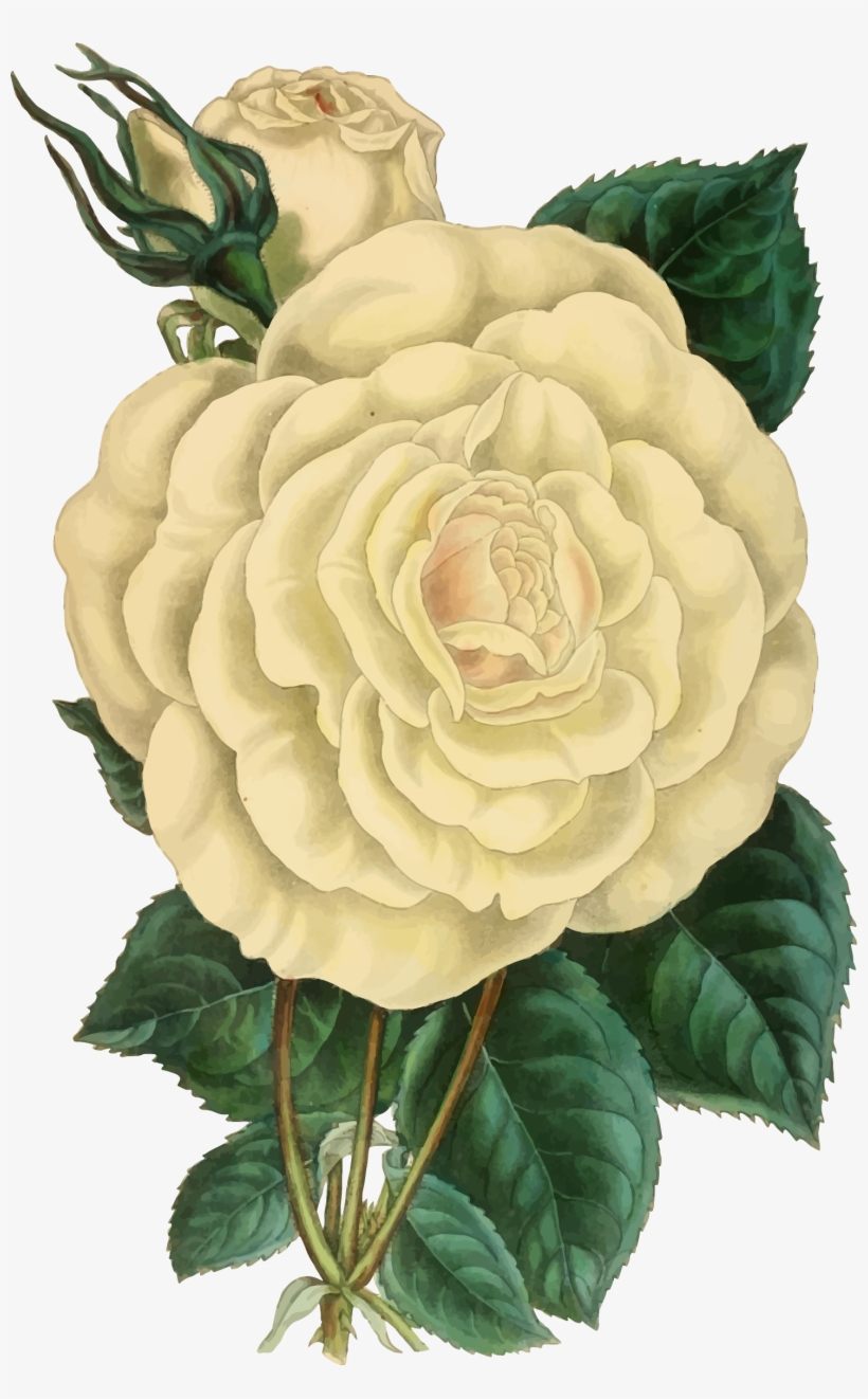 Clip Art Freeuse Library Illustration Big Image Png - Vintage White Rose Illustrations, transparent png