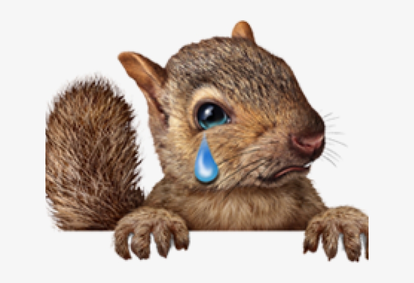 Squirrel Png Transparent Images - Christmas Squirrel, transparent png