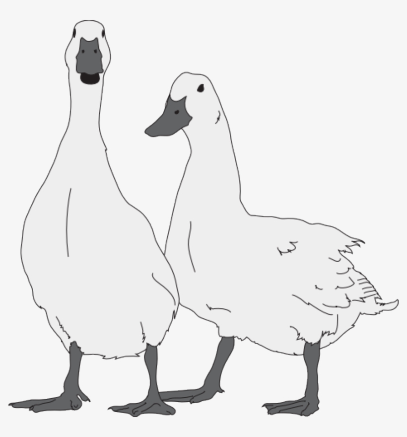 Tags - - Goose Pet Clipart, transparent png