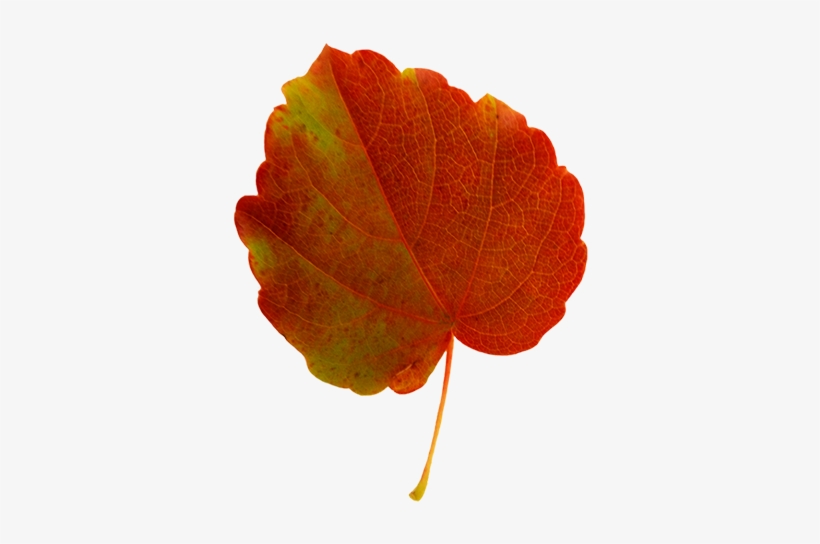 Fall Leaves Clip Art - Clip Art Fall Leaves, transparent png