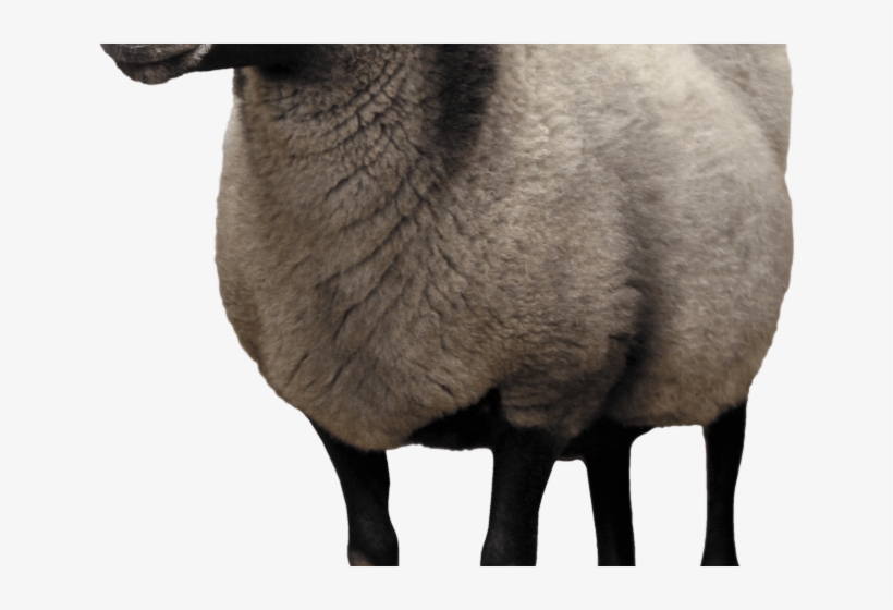 Sheep Png Transparent Images - Sheep Png, transparent png