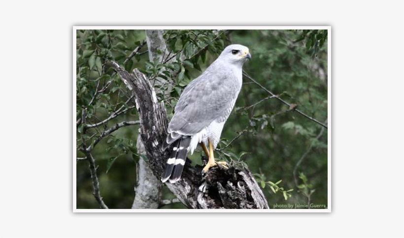 Gray Hawk - Bird, transparent png