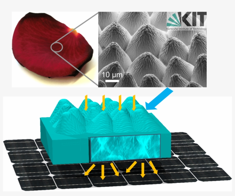 The Epidermis Of A Rose Petal Is Replicated In A Transparent - Solar Cell, transparent png