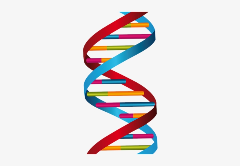 Dna Strand, transparent png