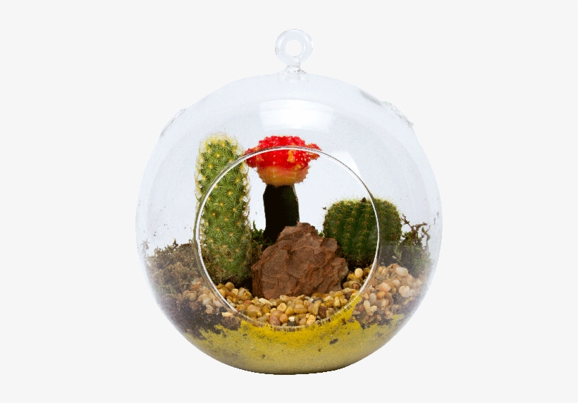 7" Glass Globe Succulent Plant Terrarium - Photograph, transparent png