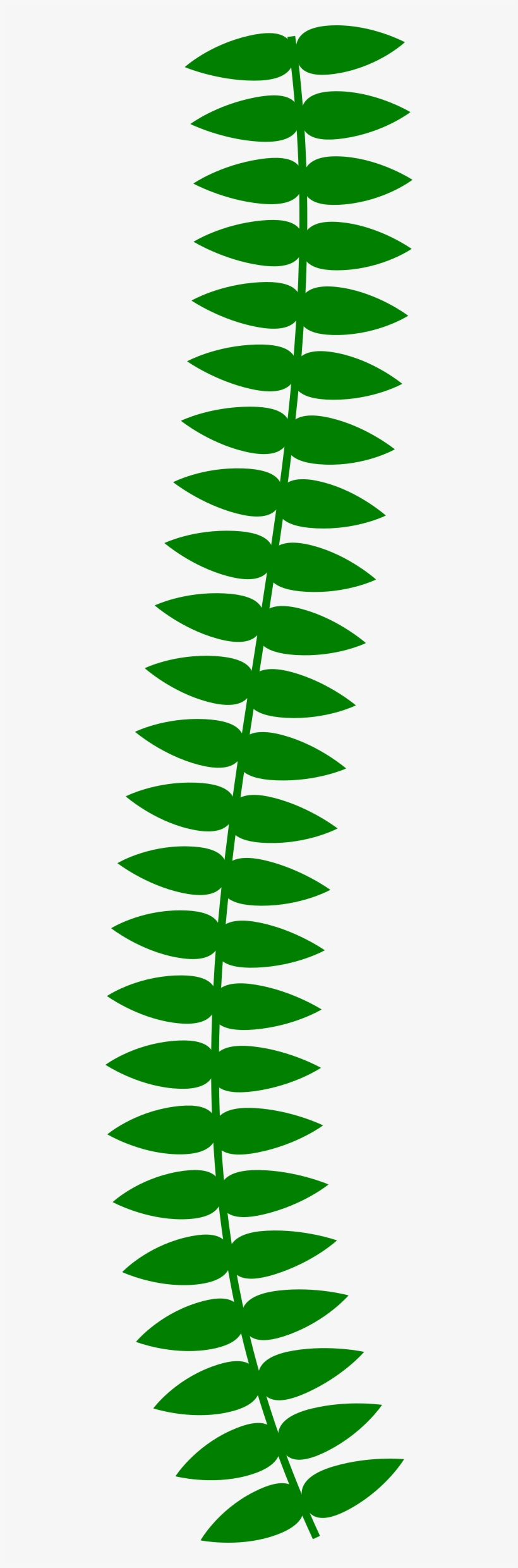 Long Vine Big Image Png - Vine Plant Clipart Png, transparent png