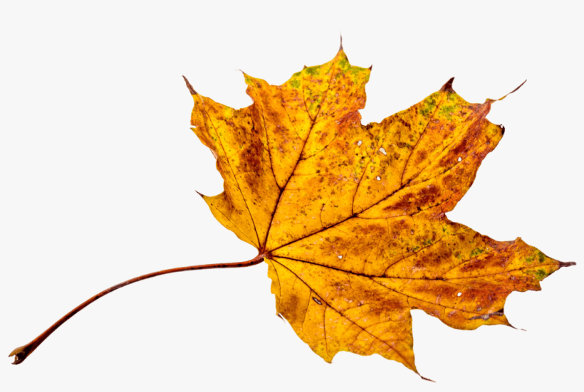 Autumn, Leaves, Leaf, Png, Transparent, Fall Color - Autumn Leaves Colors, transparent png