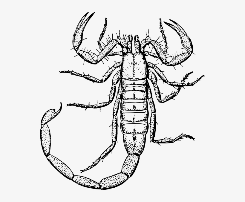 Scorpion Svg Clip Arts 552 X 596 Px, transparent png