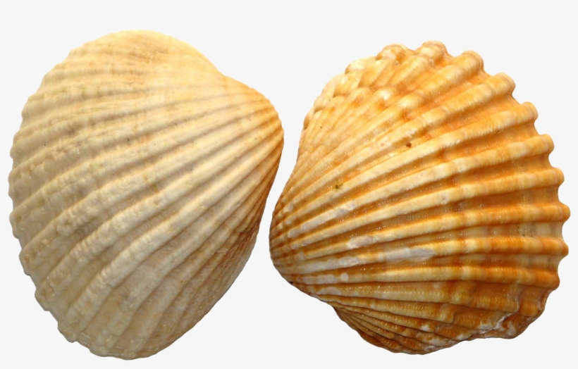 Shell Png Image File - Sea Shell, transparent png