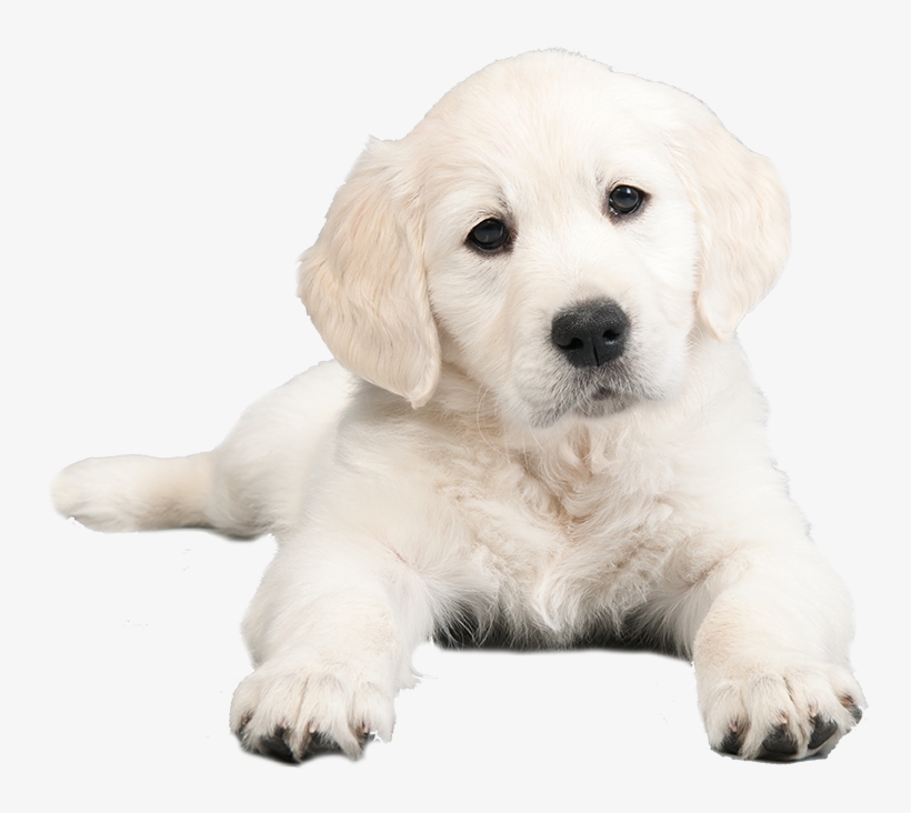 The Puppy Store, Ny - Puppies, transparent png