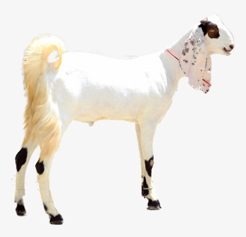 Sadqa For Big Size Goat - Goat Picture In Pakistan, transparent png