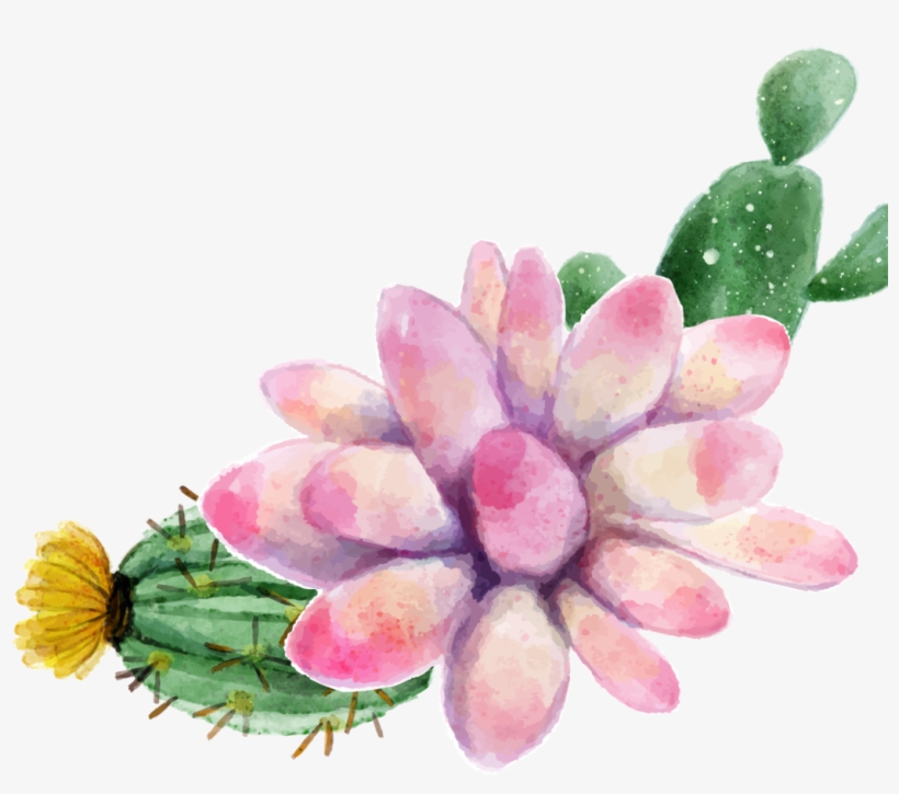 Pinturas De Plantas Suculentas, transparent png