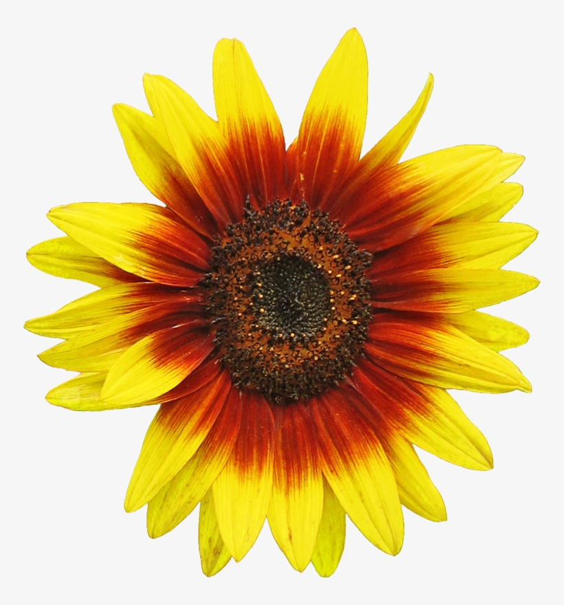 Original File - Red Sunflower Clipart, transparent png
