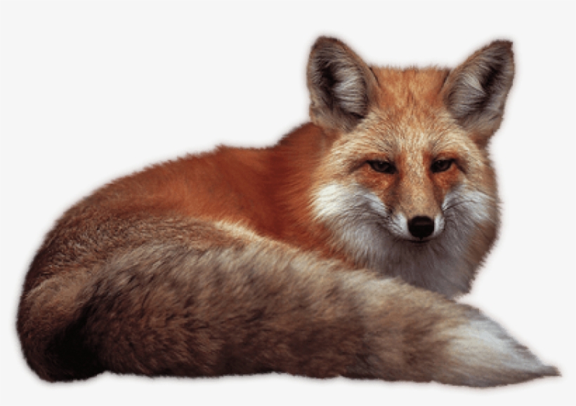 Free Png Fox Png Images Transparent - Fox Png, transparent png
