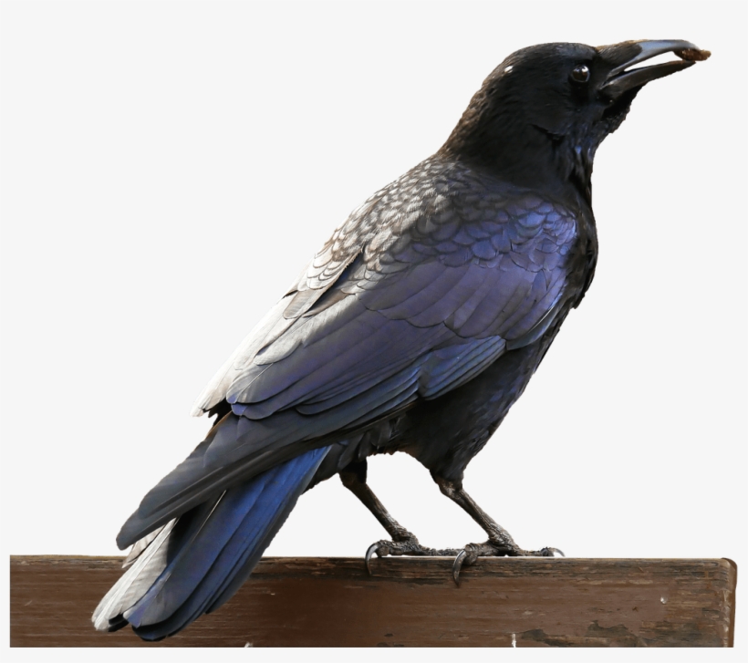 Rabe Vogel, transparent png