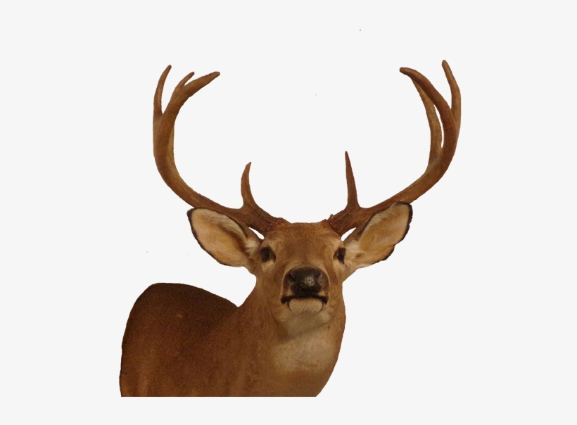 These Photographs Do Not Include Any Of The Over One - Elk, transparent png
