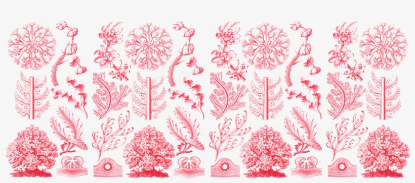 11oz Mug Haeckel Pink Floridae - Poster: Florideae Nature Art Print Poster By Ernst, transparent png