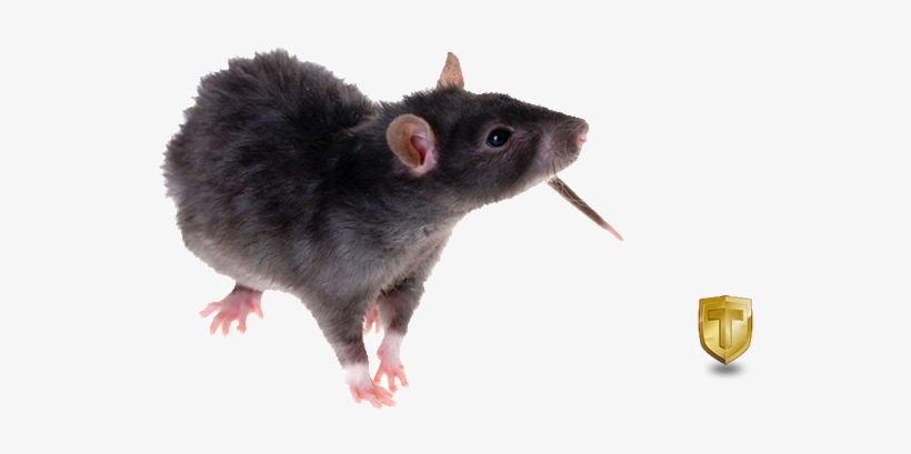 Black Rat Png Image Download - Black Rat Transparent, transparent png