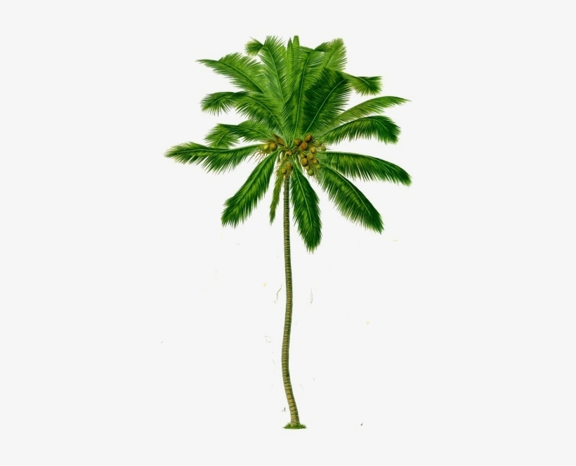 Coconut Tree Png Transparent Background - Coconut Tree Image Png, transparent png