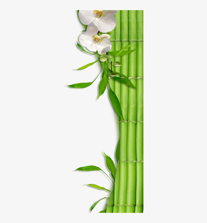 Bamboo Zen & Spa - Bamboo, transparent png