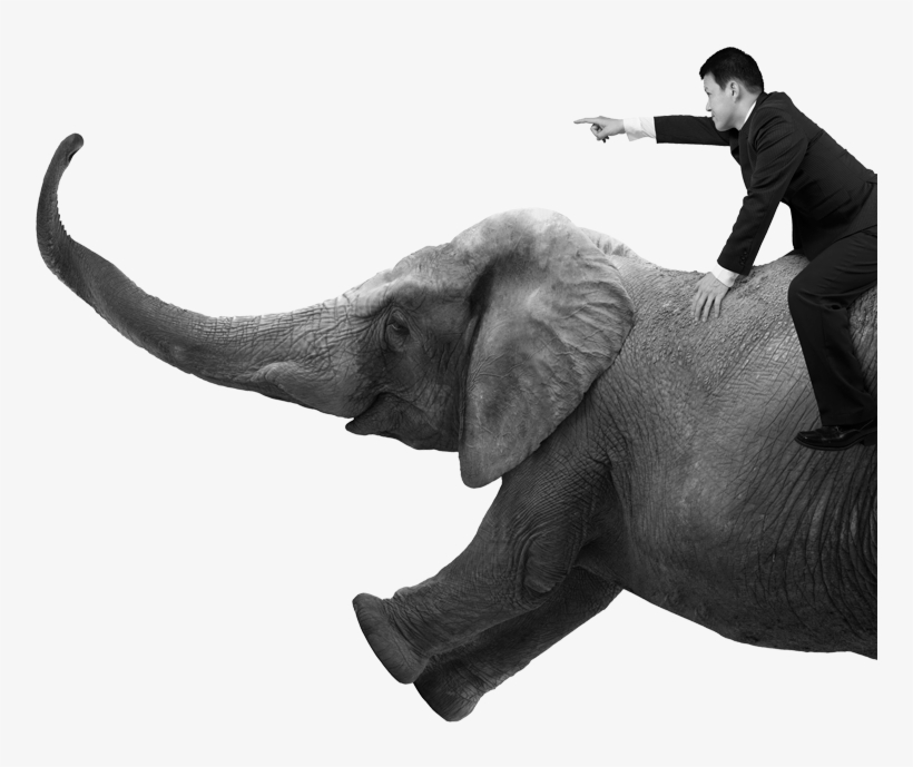 Stock Photography, transparent png