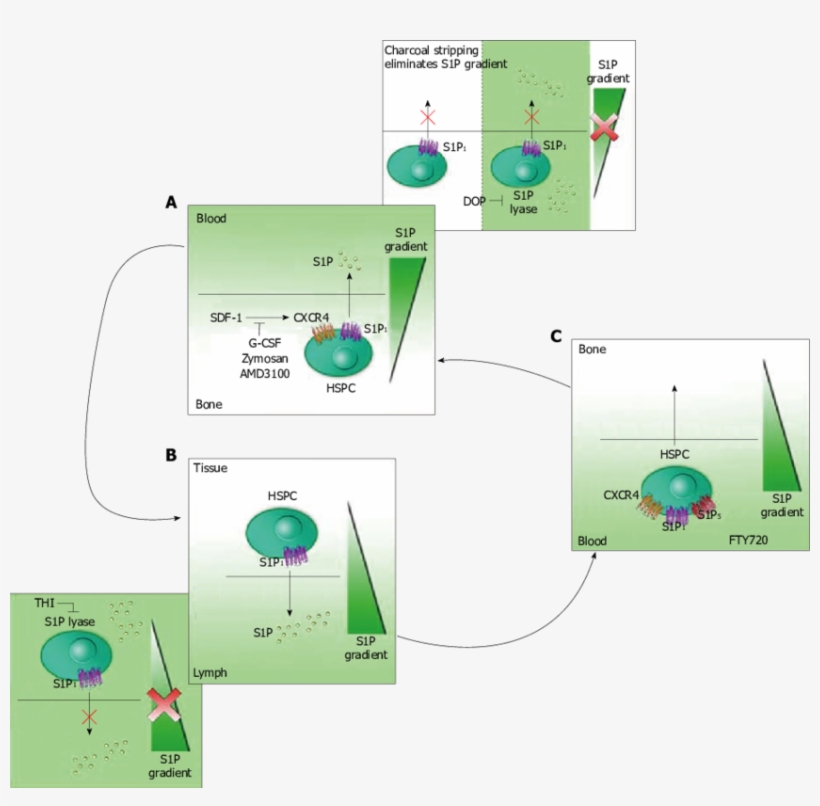 Model Of Sphingosine 1 Phosphate Gradient In Hematopoietic - S1p Gradient, transparent png