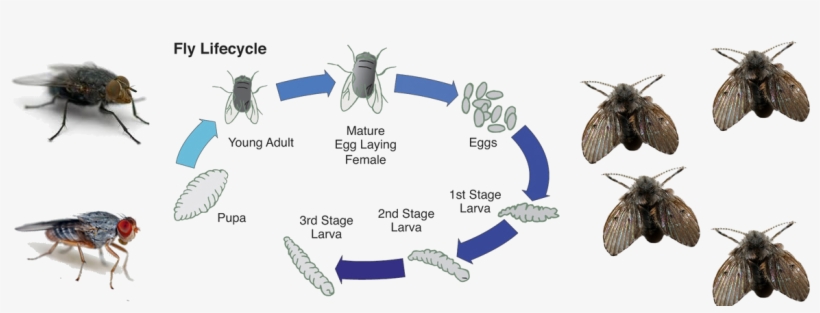 Fly Control - Life Cycle Of A Fly, transparent png