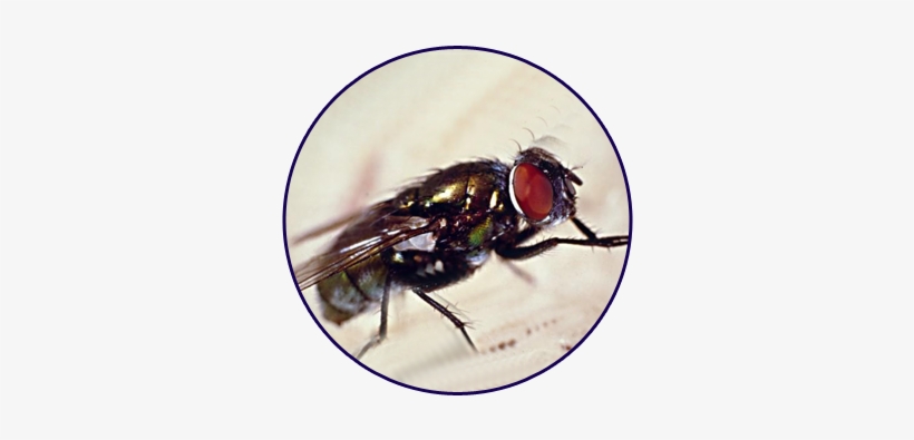 Closeup Of Housefly - Fly, transparent png