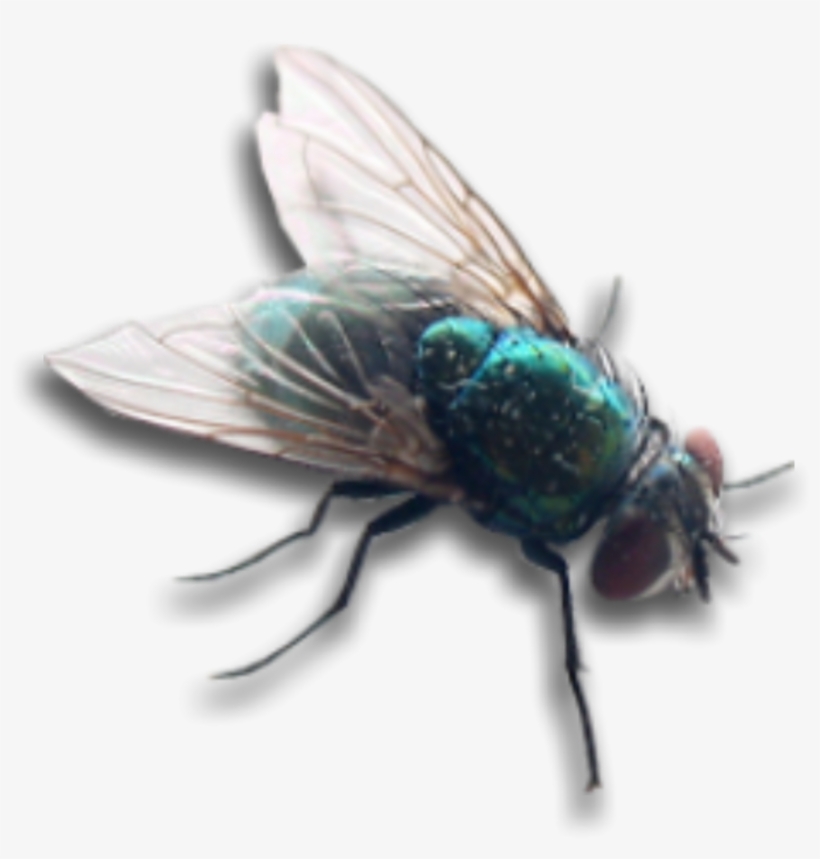 Housefly Fly Bug Insect Wings Overlay Decoration Decal - Fly, transparent png