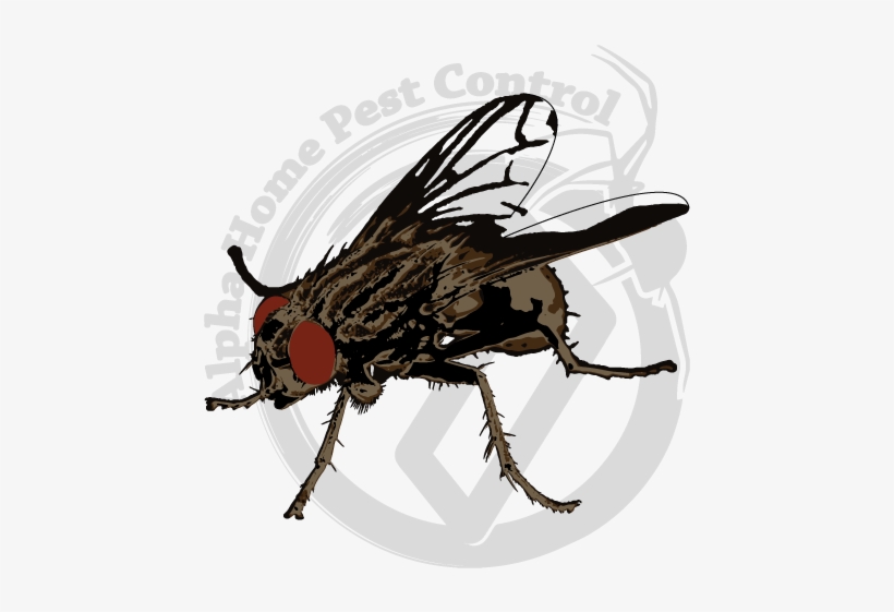 House Fly Image Gallery - House Fly, transparent png
