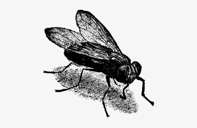 He Says That Even Though The Nehene Is An Idiot, People - Net-winged Insects, transparent png