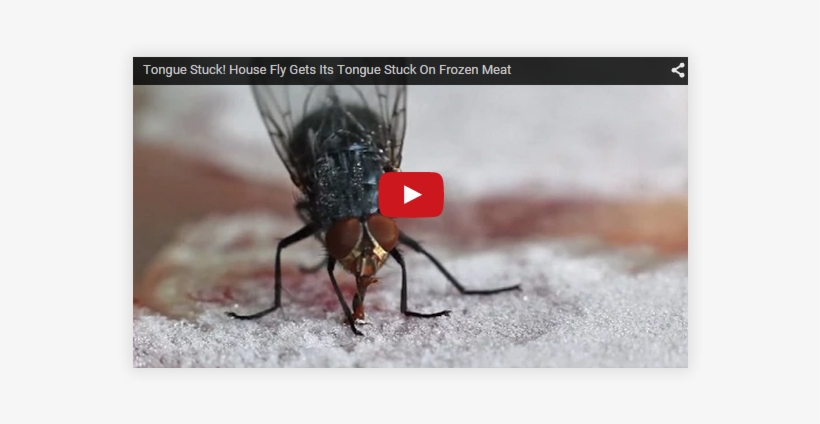 Now Here's Something You Don't See Everyday - Tongue Of A Fly, transparent png