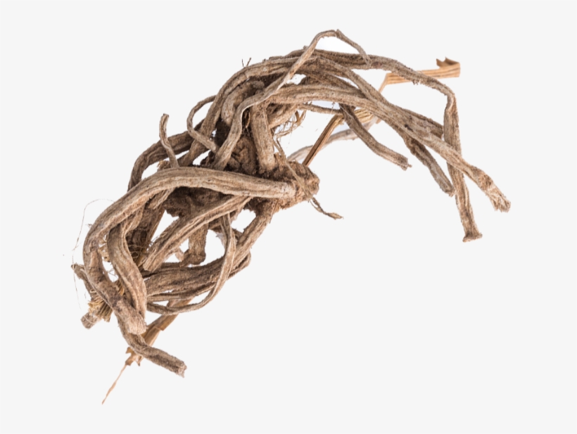 Supplemental Text Goes Here - Óleo Essencial De Vetiver 10ml, transparent png